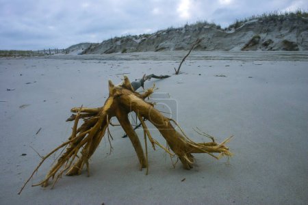 Ein trockener Baum am sandigen Ufer des Atlantiks im Island Beach State Park, New Jersey, USA 
