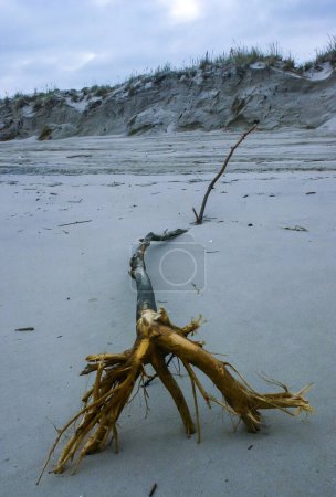 Ein trockener Baum am sandigen Ufer des Atlantiks im Island Beach State Park, New Jersey, USA 
