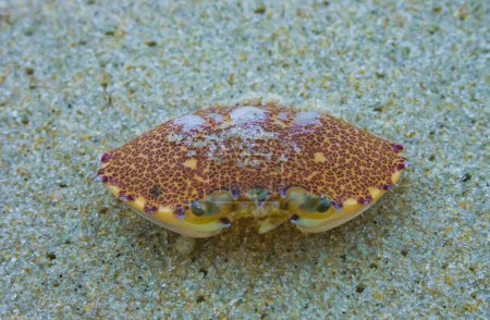 Panzer einer Krabbe im Sand nach starkem Wind an der Küste des Ozeans in New Jersey, USA