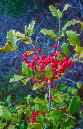 Ilex aquifolium (holly, common holly, English holly), plant with red fruits on the ocean shore in New Jersey, USA