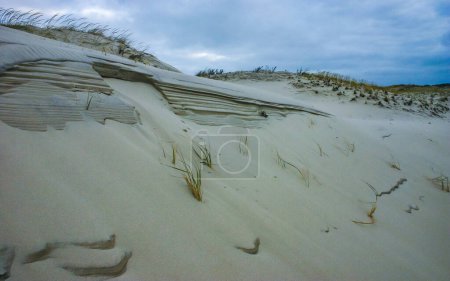 Salt-tolerant and drought-tolerant vegetation sprinkled with sand on sand dunes along the Atlantic coast in Island Beach State Park, NJ