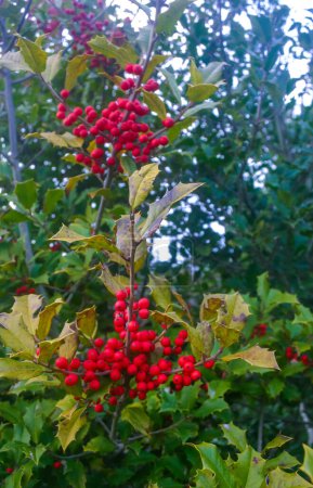 Ilex aquifolium (holly, common holly, English holly), plant with red fruits on the ocean shore in New Jersey, USA
