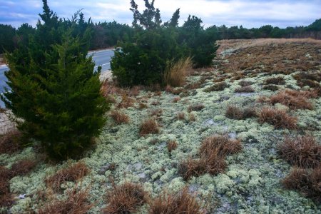 Végétation tolérante aux lichens et aux sels et à la sécheresse parsemée de sable sur les dunes de sable le long de la côte atlantique dans le parc d'État d'Island Beach, NJ