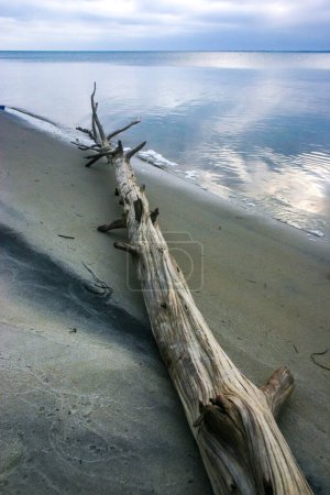Ein großer trockener Baum am sandigen Ufer des Atlantiks im Island Beach State Park, New Jersey, USA