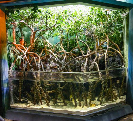 Photo for Philadelphia, USA - November 20, 2009: mangroves in an aquarium-exhibition with fish in the aquarium, Philadelphia - Royalty Free Image