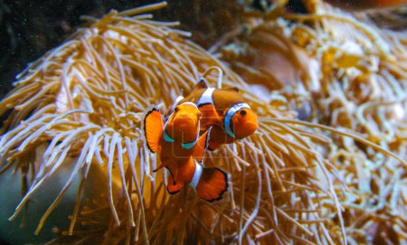 Téléchargez les photos : Clown fish, Anemonefish (Amphiprion ocellaris) swim among the tentacles of anemones, symbiosis of fish and anemones, Philadelphie, USA - en image libre de droit