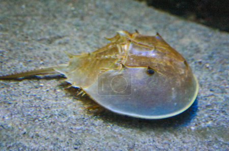 Photo for Xiphosura, Atlantic horseshoe crab (Limulus polyphemus),  Philadelphia, USA - Royalty Free Image