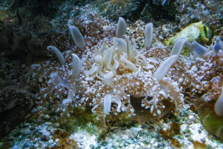 Medusas boca abajo - Cassiopea andromeda - medusas de manglar simbióticas con algas, acostadas en el fondo en un lugar brillante para la fotosíntesis por microalgas