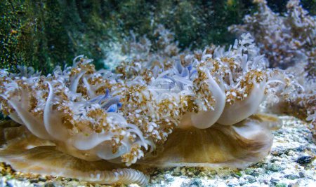 Medusas boca abajo - Cassiopea andromeda - medusas de manglar simbióticas con algas, acostadas en el fondo en un lugar brillante para la fotosíntesis por microalgas
