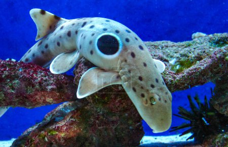 Epaulette-Hai (Hemiscyllium ocellatum), ein Hai, der mit einem blauen Auge in einem Aquarium am Grund entlang läuft