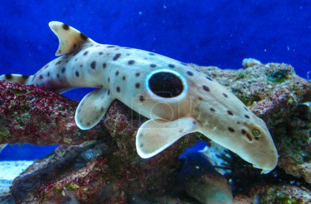 Epaulette-Hai (Hemiscyllium ocellatum), ein Hai, der mit einem blauen Auge in einem Aquarium am Grund entlang läuft