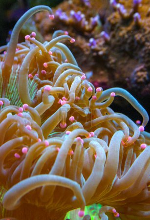 Macrodactyla sp. - Les tentacules flottantes d'une anémone dans un aquarium marin. New Jersey, États-Unis 