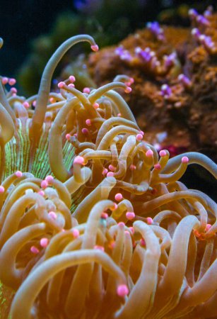Macrodactyla sp. - Los tentáculos revoloteantes de una anémona en un acuario marino. Nueva Jersey, Estados Unidos 