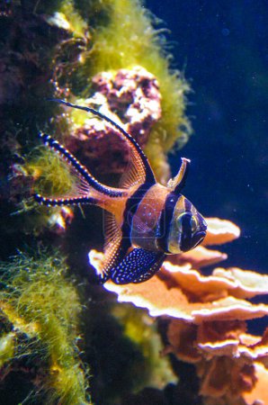 Banggai cardinal fish (Pterapogon kauderni), colorful fish in a coral aquarium
