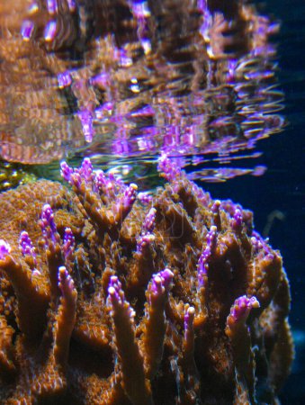 Foto de Coral calcáreo duro marino con pólipos punzantes rojos en un acuario marino - Imagen libre de derechos