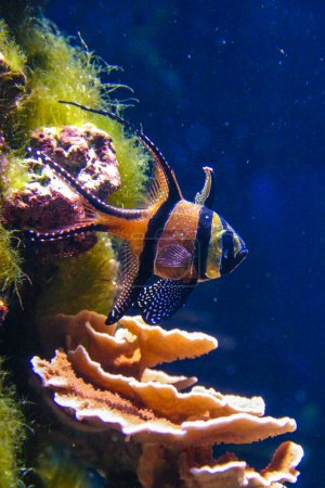 Banggai cardinal fish (Pterapogon kauderni), peces de colores en un acuario de coral
