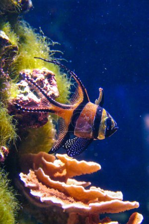 Téléchargez les photos : Poisson cardinal Banggai (Pterapogon kauderni), poisson coloré dans un aquarium de corail - en image libre de droit