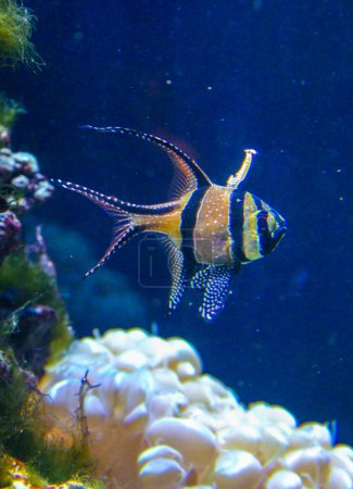 Banggai cardinal fish (Pterapogon kauderni), peces de colores en un acuario de coral
