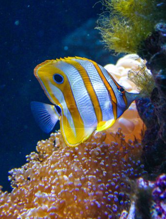 Kupferband-Falterfisch (Chelmon rostratus), bunte Fische im Korallenaquarium