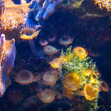 Pólipo de rayas blancas verdes (Zoanthus sp. ), coloridos corales de botón que se balancean bajo el agua del mar, EE.UU.
