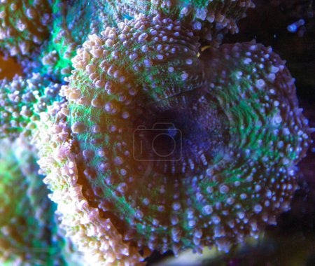 Photo for Green White Striped Polyp  (Zoanthus sp.), Colorful button corals swaying under the sea water, USA - Royalty Free Image