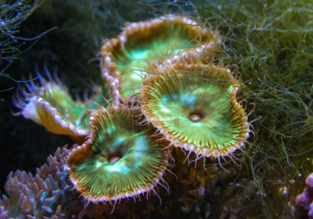 Grün-weiß gestreifter Polyp (Zoanthus sp. ), Bunte Knopfkorallen, die unter dem Meerwasser schwanken, USA