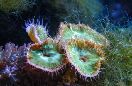 Polype rayé blanc vert (Zoanthus sp. ), coraux boutons colorés balançant sous l'eau de mer, États-Unis