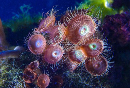 Polype rayé blanc vert (Zoanthus sp. ), coraux boutons colorés balançant sous l'eau de mer, États-Unis