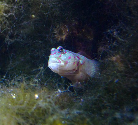 Goby Mancha Rosa (Cryptocentrus leptocephalus), gobio se asoma fuera de un agujero en un acuario marino