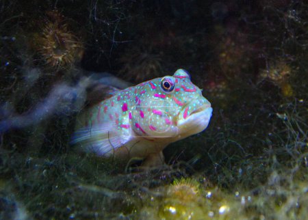 Pink Spot Goby (Cryptocentrus leptocephalus), goby peeks out of a hole in a marine aquarium