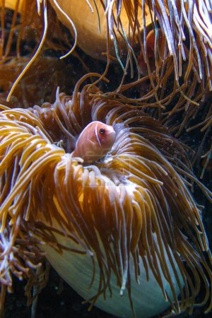 Clown fish, Anemonefish (Amphiprion ocellaris) swim among the tentacles of anemones, symbiosis of fish and anemones, Philadelphia, USA