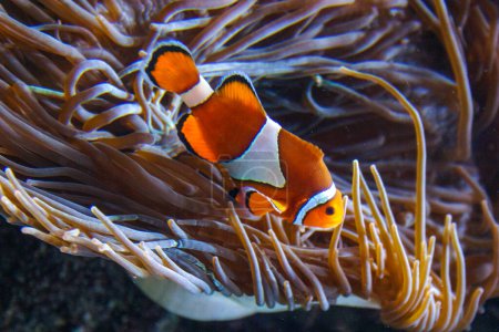 Clown fish, Anemonefish (Amphiprion ocellaris) swim among the tentacles of anemones, symbiosis of fish and anemones, Philadelphie, USA