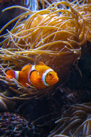 Clown fish, Anemonefish (Amphiprion ocellaris) swim among the tentacles of anemones, symbiosis of fish and anemones, Philadelphie, USA
