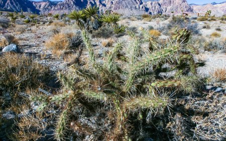 Cylindropuntia acanthocarpa, cactus espinosos y otras plantas del desierto en el desierto de la roca en las estribaciones, California