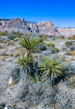 Yucca brevifolia arbre, cactus épineux et autres plantes du désert dans le désert de roche dans les contreforts, Californie