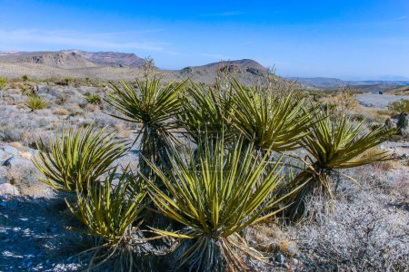 Yucca brevifolia tree, spiny cacti and other desert plants in rock desert in the foothills, California