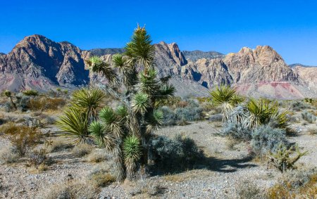 Árbol de Yucca brevifolia, cactus espinosos y otras plantas del desierto en el desierto de roca en las estribaciones, California