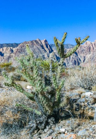 Cylindropuntia acanthocarpa, cactus épineux et autres plantes du désert dans le désert rocheux dans les contreforts, Californie