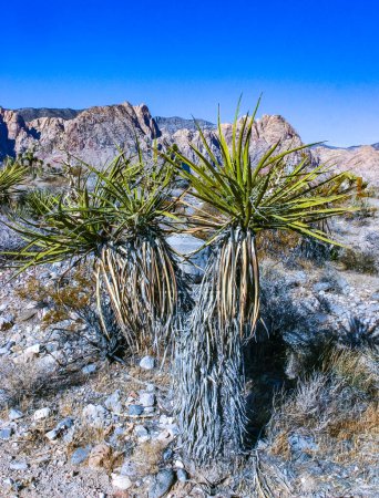 Photo for Yucca brevifolia tree, spiny cacti and other desert plants in rock desert in the foothills, California - Royalty Free Image