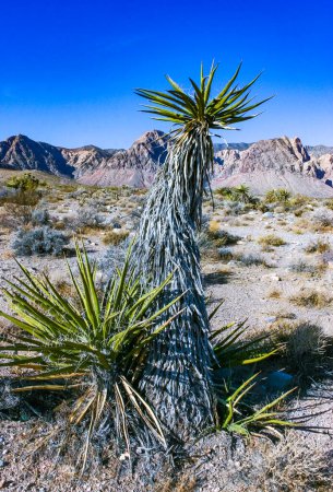 Yucca brevifolia tree, spiny cacti and other desert plants in rock desert in the foothills, California