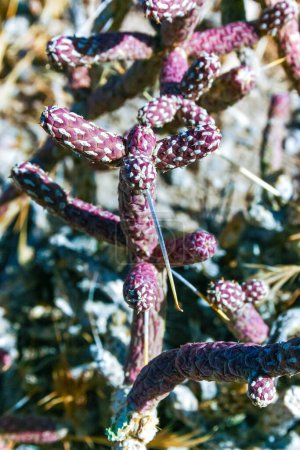 Arizona pencil cholla (Cylindropuntia leptocaulis), primer plano de los suculentos tallos alargados de un cactus espinoso, California