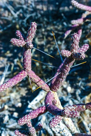Arizona Pencil Cholla (Cylindropuntia leptocaulis), Nahaufnahme von saftigen länglichen Stielen eines stacheligen Kaktus, Kalifornien