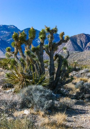 Photo for Yucca brevifolia tree, spiny cacti and other desert plants in rock desert in the foothills, California - Royalty Free Image