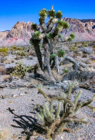 Cylindropuntia acanthocarpa et Yucca brevifolia arbre, cactus épineux et autres plantes du désert dans le désert rocheux dans les contreforts, Californie