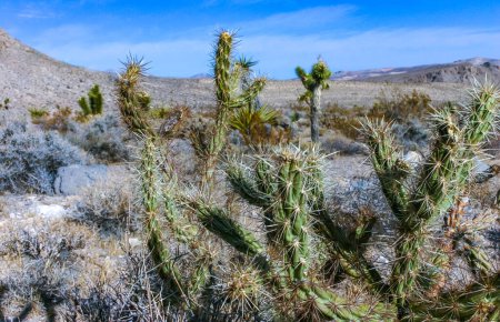 Cylindropuntia acanthocarpa, spiny cacti and other desert plants in rock desert in the foothills, California