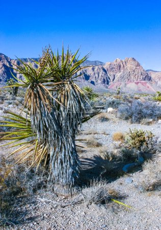 Cylindropuntia acanthocarpa und Yucca brevifolia, stachelige Kakteen und andere Wüstenpflanzen in der Felswüste am Fuße der kalifornischen Voralpen