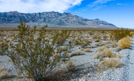 Paysage du désert de Californie, cactus et autres plantes du désert dans le désert de roche dans les contreforts, Californie