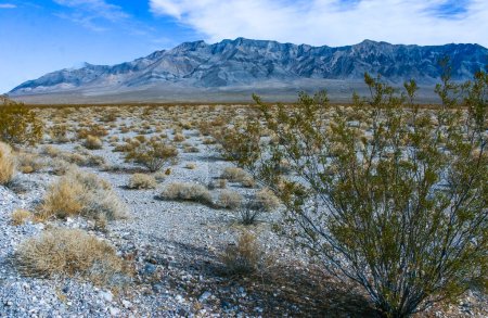Paisaje del desierto de California, cactus y otras plantas del desierto en el desierto de roca en las estribaciones, California
