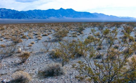 Paysage du désert de Californie, cactus et autres plantes du désert dans le désert de roche dans les contreforts, Californie