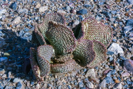 Cactus de cola de castor deshidratado (Opuntia basilaris), cactus de pera espinosa, California, EE.UU.